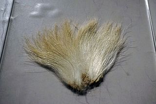 羊毫